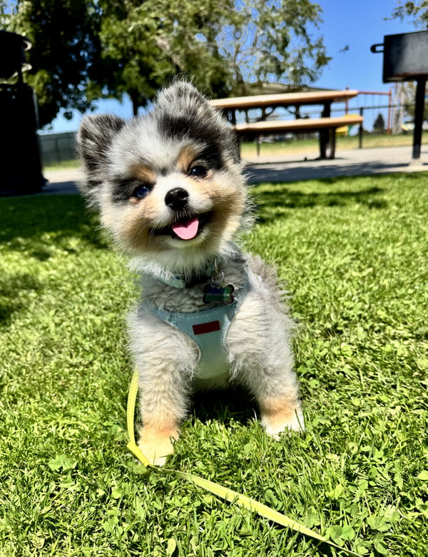 Ein flauschiger Blue-Merle-Zwergspitz-Welpe mit Geschirr lächelt auf einer sonnigen Rasenfläche in einem Park.