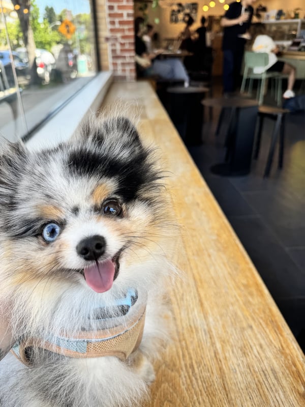 Ein glücklicher Blue-Merle-Zwergspitz mit Heterochromie sitzt an einer hölzernen Fenstertheke in einem hellen Café.