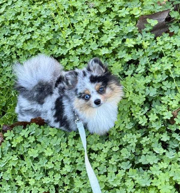 Ein kleiner Merle-Zwergspitz mit einem blauen und einem braunen Auge sitzt im dichten grünen Klee an einer mintfarbenen Leine.