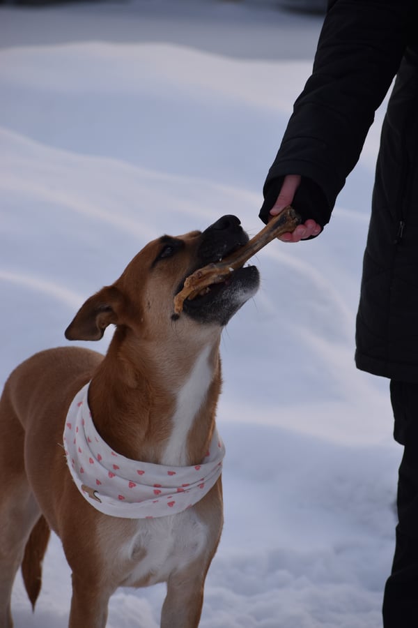 A tan dog wearing a heart-patterned bandana reaches up to take a chew treat from a person's hand in the snow.