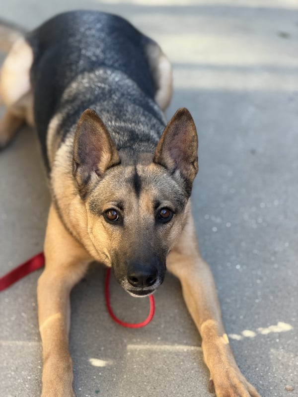 耳をピンと立ててコンクリートの上に伏せ、じっと上を見つめているジャーマン・シェパード犬。