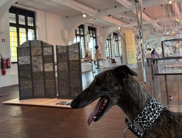 Un levriero tigrato con la bocca aperta e la lingua fuori si trova nella sala di una galleria d'arte.
