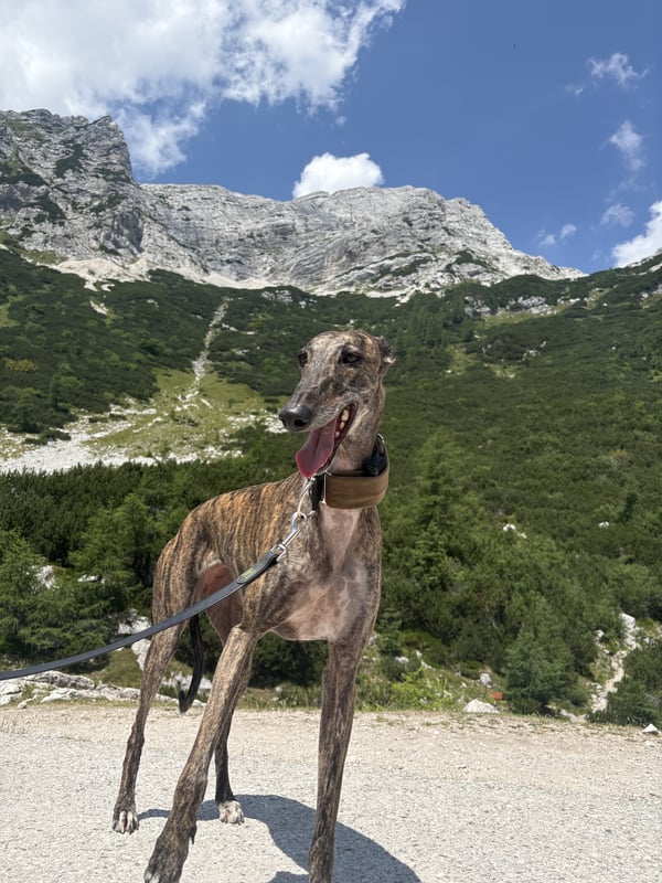 Un levriero tigrato sta fermo ansimando su un sentiero escursionistico davanti a pendii verdi e a una montagna rocciosa.