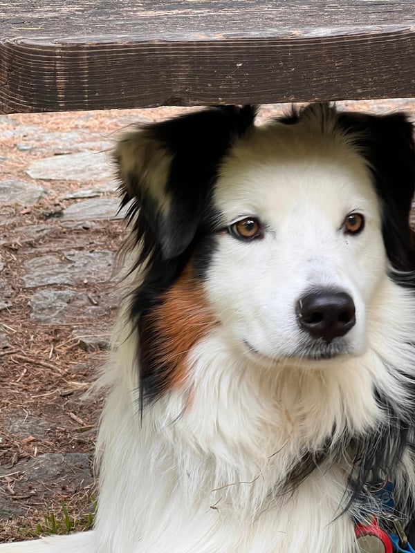 A tricolor Australian Shepherd dog looks forward while resting under a wooden park bench outdoors.