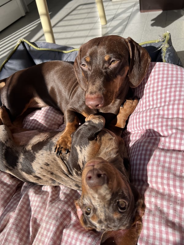 A chocolate dachshund and a dapple dachshund resting and cuddling together on a pink checkered dog bed.