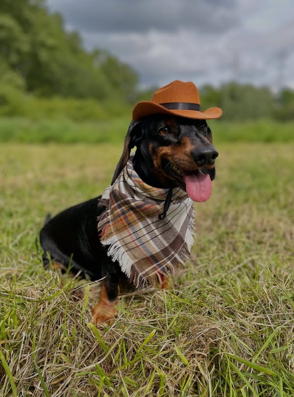 A black and tan dachshund wearing a miniature brown cowboy hat and plaid neckerchief sits panting in a grassy field.
