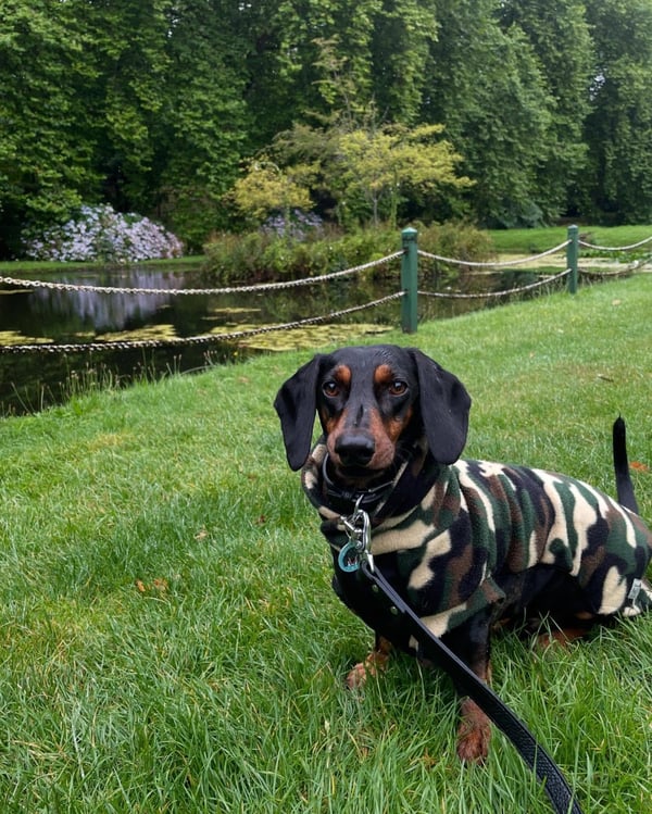 A black and tan Dachshund wearing a fleece camouflage sweater sitting on the green grass near a park pond.
