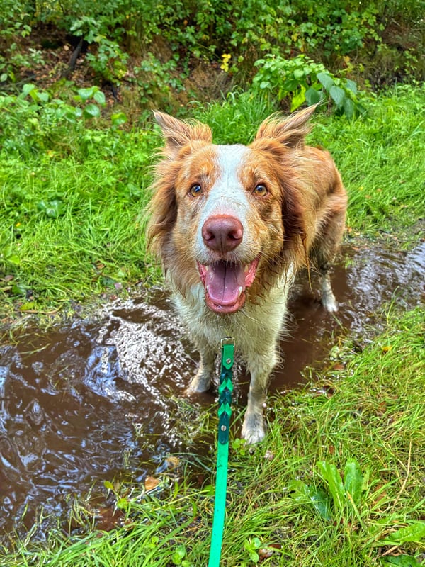 Ein rot-weißer Hund an einer grünen Leine steht lächelnd in einer schlammigen Wasserpfütze auf einem Waldweg.