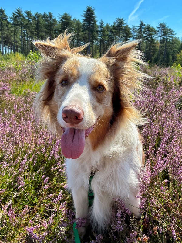 Een pluizige rood-witte Border Collie zit tussen bloeiende paarse heide met zijn tong naar buiten.