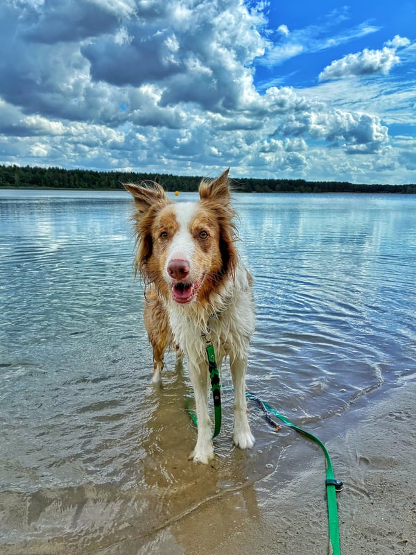 Een rood-witte Border Collie staat in ondiep water van een meer op een zandoever onder een bewolkte hemel.