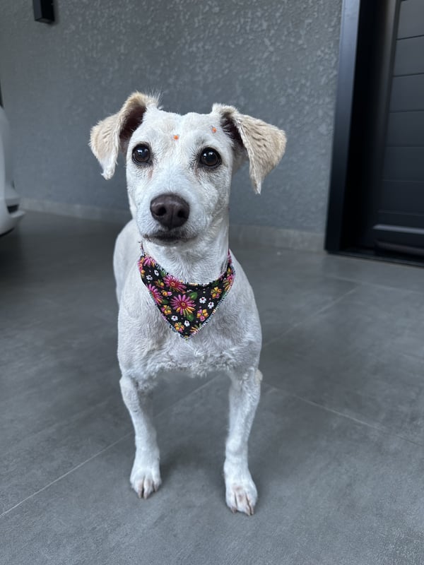 Ein kleiner weißer kurzhaariger Hund mit einem dunklen floralen Halstuch steht auf grauen Fliesen und schaut in die Kamera.