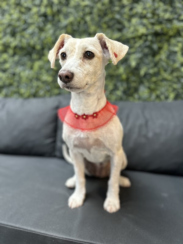 Ein kleiner weißer Hund mit einem roten dekorativen Halsband sitzt aufrecht auf einer dunklen Outdoor-Couch vor grünem Blattwerk.