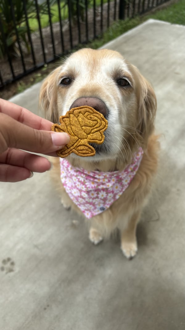 Een golden retriever met een roze bandana met bloemenprint snuffelt aan een roosvormig koekje dat voor zijn neus wordt gehouden.