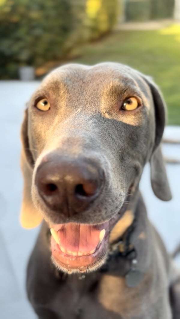A close-up portrait of a grey Weimaraner dog looking into the camera with an open mouth and amber eyes.
