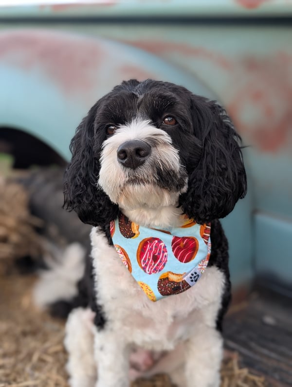Ein schwarz-weißer, lockiger Hund, der im Freien ein buntes Halstuch mit Donut-Muster trägt.