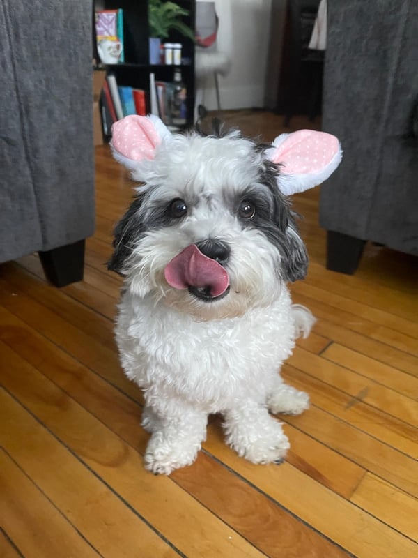 Ein kleiner, schwarz-weißer, flauschiger Hund, der auf einem Hartholzboden sitzt, rosa Kostümohren trägt und sich die Nase leckt.