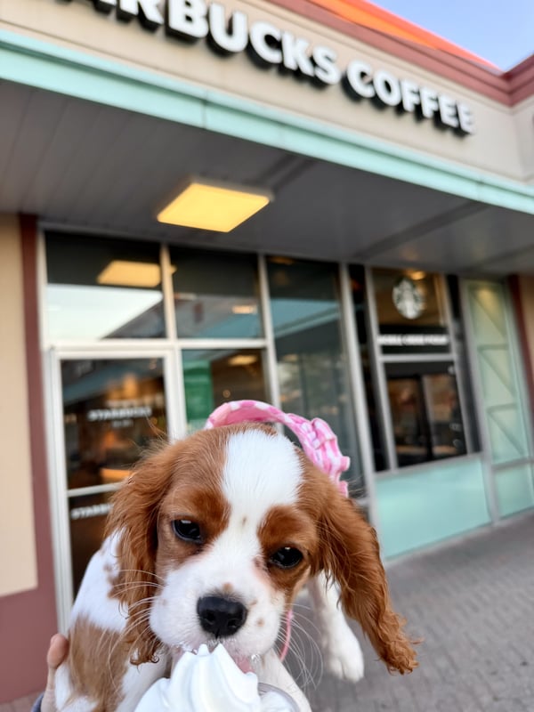 Ein kleiner Cavalier-King-Charles-Spaniel-Welpe, der vor der Schaufensterfront eines Cafés Schlagsahne aus einem Becher leckt.