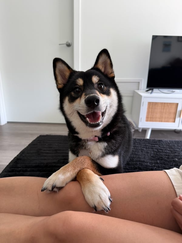 Een black and tan Shiba Inu kijkt recht in de camera met gekruiste poten rustend op het been van een persoon.
