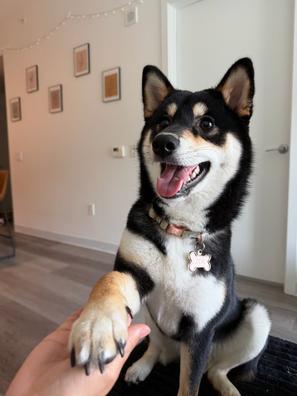 Een black-and-tan Shiba Inu die zit en zijn voorpoot aan de open hand van een persoon geeft.