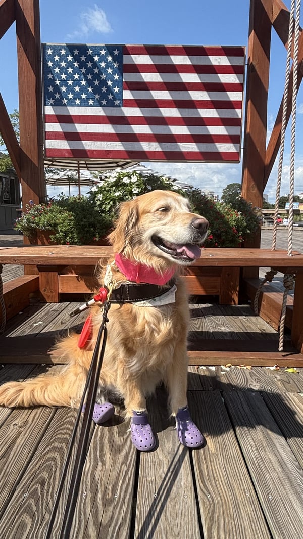 Ein Golden Retriever, der auf einem Holzsteg sitzt und lila Hundeschuhe trägt, vor einer hölzernen amerikanischen Flagge.
