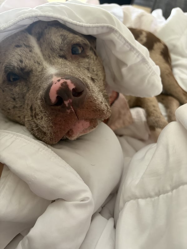 Een close-up van een hond genesteld onder een zacht wit dekbed met alleen zijn kop zichtbaar