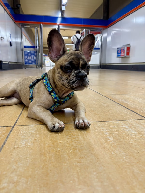 A young fawn French bulldog wearing a colorful harness lies on the floor of a metro station.