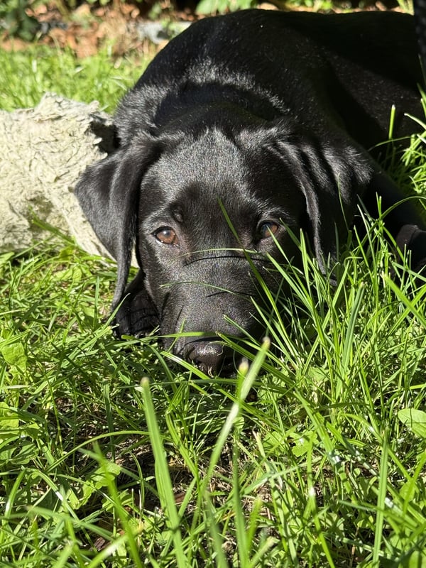 Ein schwarzer Labrador Retriever liegt im grünen Gras und blickt nach vorne in die Kamera.