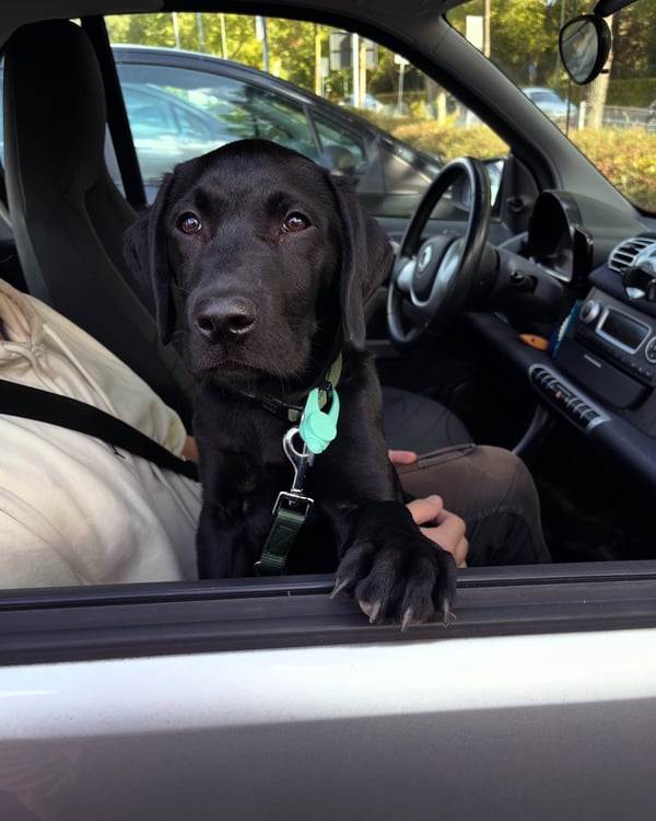 A black Labrador Retriever puppy looks out the open window of a car while resting a paw on the door.