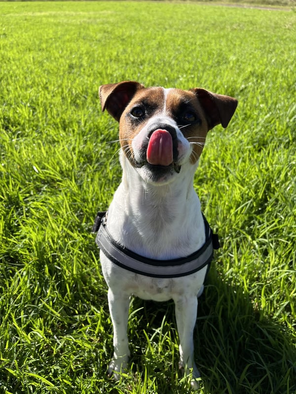 Ein kleiner Jack Russell Terrier, der ein Geschirr trägt, sitzt im grünen Gras und leckt sich die Nase.