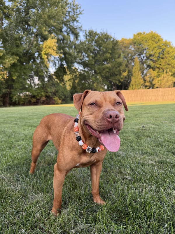 Free dog photo