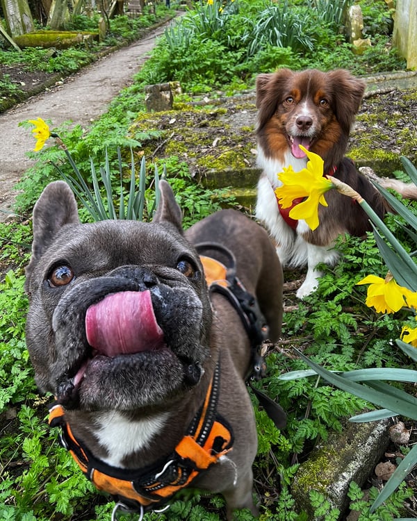 Free dog photo