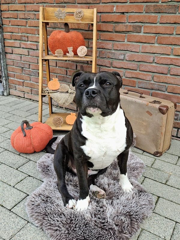 A black and white American Staffordshire terrier sitting proudly on a grey faux fur rug decorated with pumpkins and vintage props.