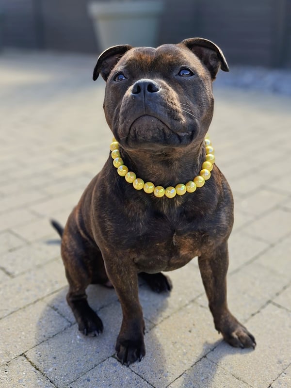 A dark brindle Staffordshire Bull Terrier sitting on a stone patio wearing a yellow beaded necklace.