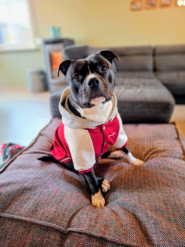Ein schwarz-weißer Hund vom Typ Pitbull, der eine rot-graue Kapuzenjacke trägt, sitzt aufmerksam auf einem großen Kissen in einem Wohnzimmer.