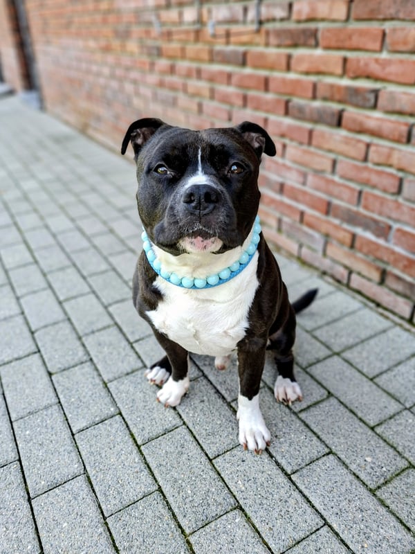 A black and white Staffordshire Bull Terrier wearing a light blue beaded collar sitting on a paved path against a brick wall.