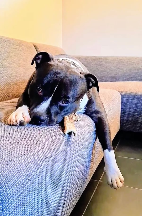 Ein schwarz-weißer Hund legt seinen Kopf auf ein graues Stoffsofa mit einem Kauknochen.