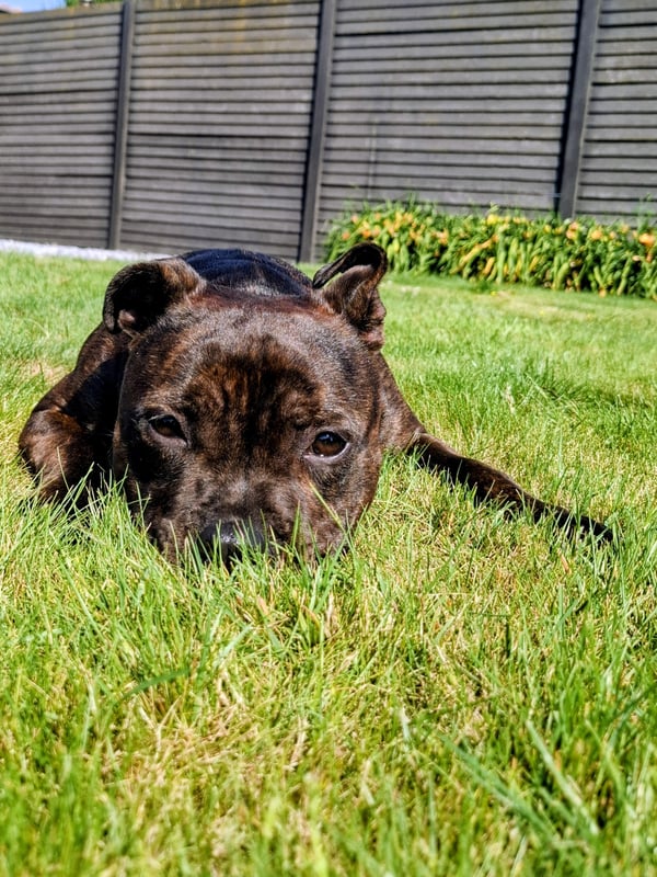 A brindle Staffordshire bull terrier lies resting its head on bright green grass in a sunny garden.