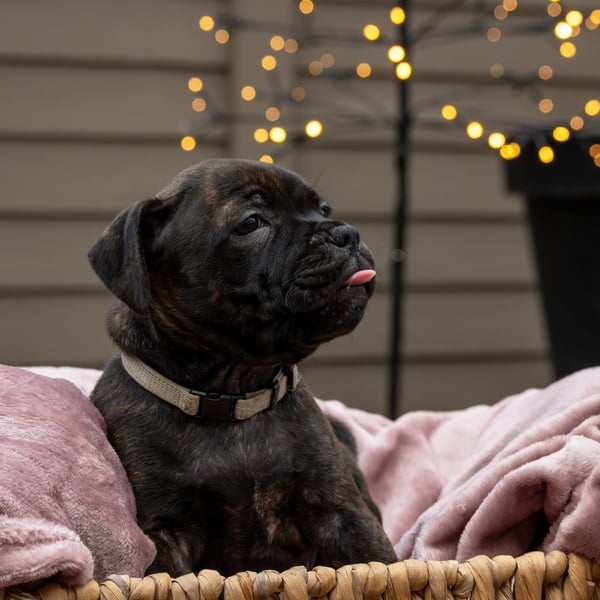 Een kleine gestroomde puppy steekt zijn tong uit terwijl hij rust in een mand met een roze deken.