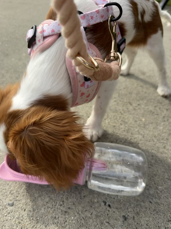 Ein Blenheim Cavalier King Charles Spaniel trinkt auf einer Betonoberfläche Wasser aus einer tragbaren, pinken Reiseflasche.