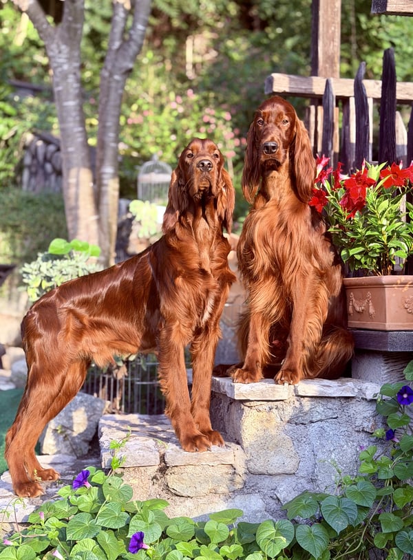 Zwei rote Irish Setter, die im Freien auf Steinstufen stehen und sitzen, umgeben von Gartenblumen