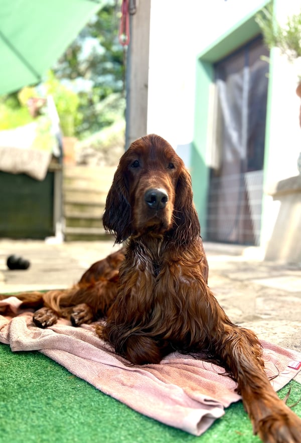 Ein Irish Setter mit nassem, seidigem rotem Fell, der sich draußen auf einer Terrasse auf einem rosa Handtuch ausruht.