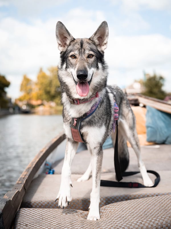 Ein grau-weißer Wolfshund, der auf Kissen an Bord eines Bootes steht, das eine Wasserstraße befährt.