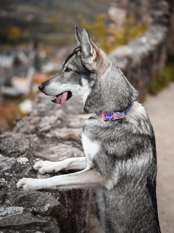 Ein grauer Tschechoslowakischer Wolfhund steht mit den Vorderpfoten auf einen Steinsims gestützt, die Zunge leicht herausgestreckt.