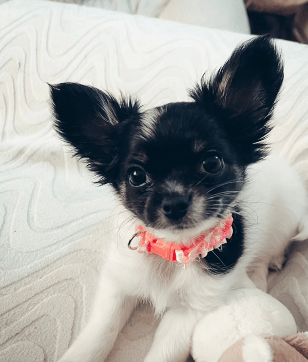 Un primo piano di un piccolo cucciolo di Chihuahua a pelo lungo bianco e nero con grandi orecchie e un collare rosa, sdraiato su una coperta bianca.