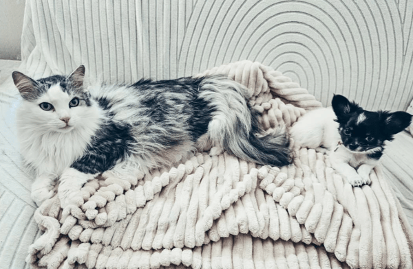 Un soffice gatto grigio e bianco sdraiato accanto a un minuscolo cucciolo di Chihuahua bianco e nero su una coperta a costine.