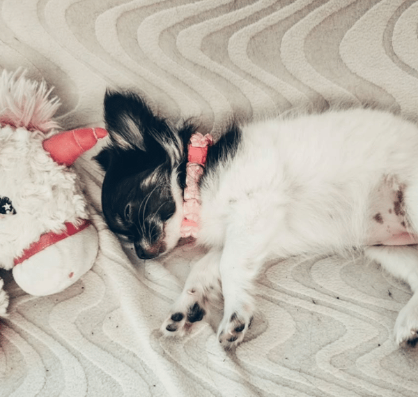 Un piccolo cucciolo di Chihuahua a pelo lungo bianco e nero dorme profondamente su un divano a trama evidente accanto a un unicorno di peluche.