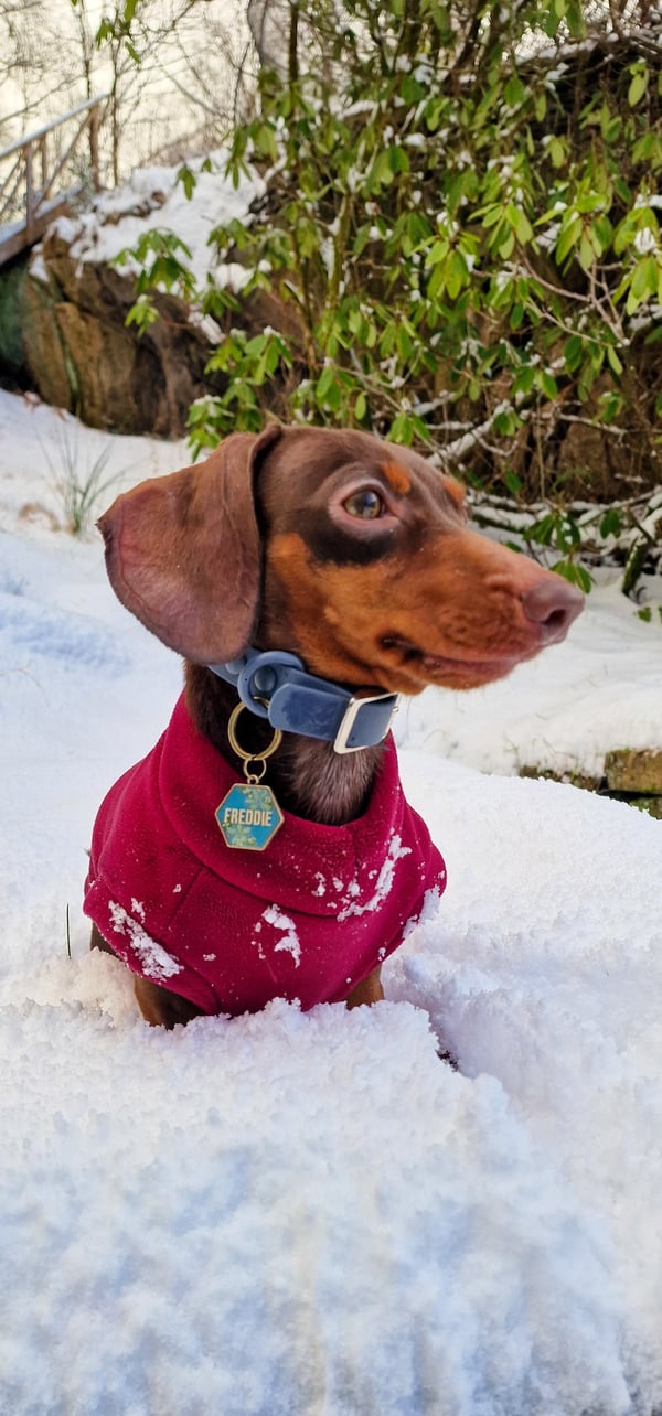 Ein braun-lohfarbener Dackel, der einen magentafarbenen Fleecepullover trägt, sitzt im tiefen weißen Schnee.