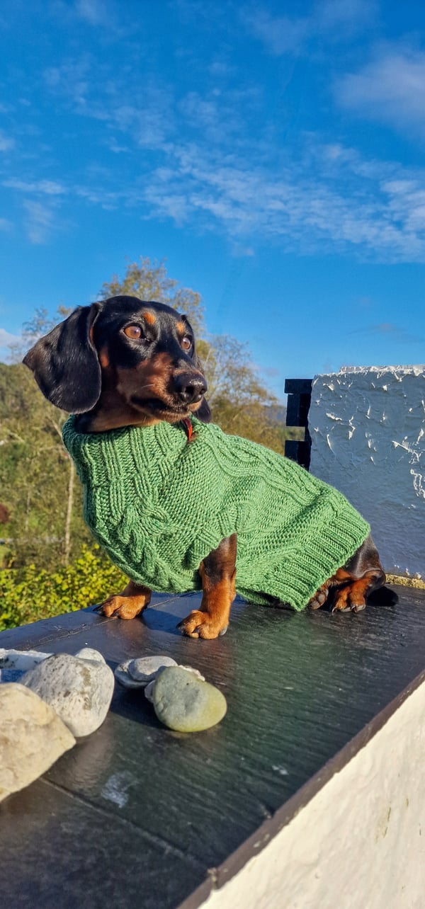 Ein kurzhaariger schwarz-brauner Dackel sitzt auf einem Vorsprung und trägt einen grünen Strickpullover unter einem strahlend blauen Himmel.