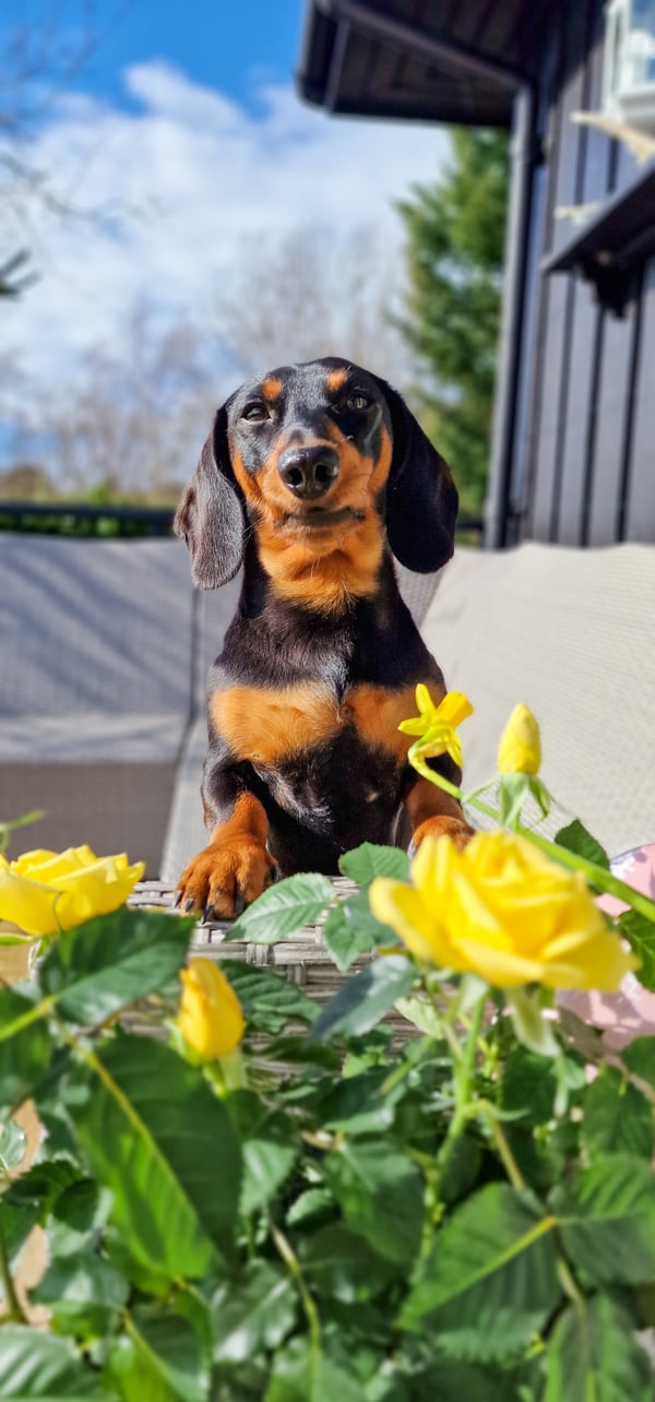 Ein schwarz-brauner Kurzhaardackel, der hinter gelben Rosen über einen Terrassenstuhl späht.