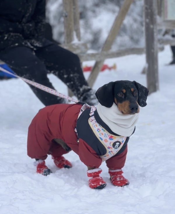 Ein schwarz-brauner Dackel, der einen roten Winteroverall und Schneeschuhe trägt, steht auf verschneitem Boden.